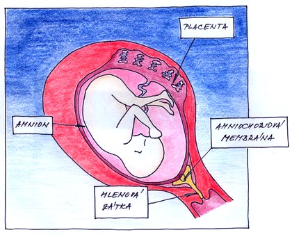 24. týden těhotenství - plod v děloze