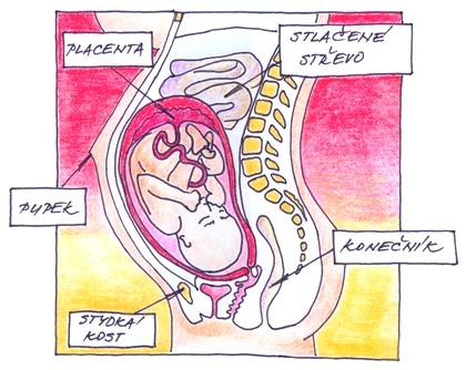 34. týden těhotenství - plod v děloze