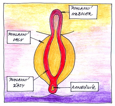 11.-12. týden těhotenství - vývoj pohlaví