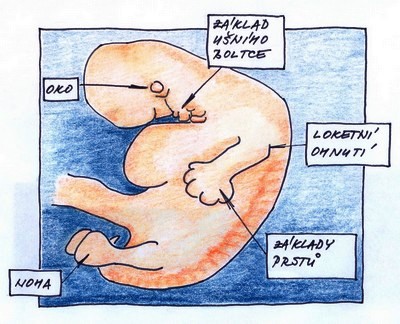 8. týden těhotenství - zárodek z boku