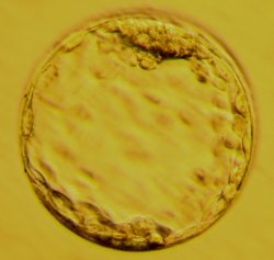 embrio ve stadiu blastocysty